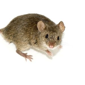 Meet your Posher, Leo